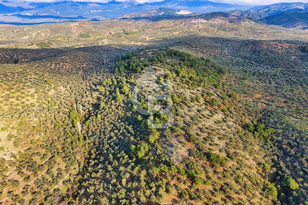 HAVRAN TEMAŞALIK'TA YOLA YAKIN 5.209 m² FIRSAT ZEYTİNLİK
