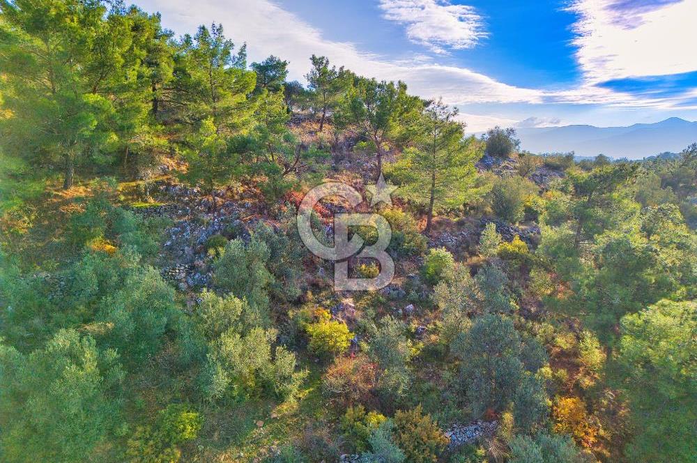 HAVRAN TEMAŞALIK'TA YOLA YAKIN 5.209 m² FIRSAT ZEYTİNLİK
