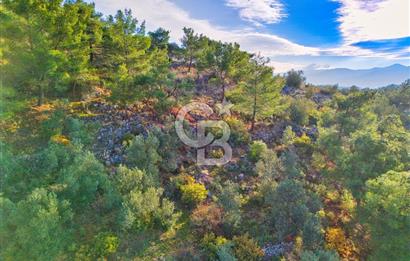 HAVRAN TEMAŞALIK'TA YOLA YAKIN 5.209 m² FIRSAT ZEYTİNLİK