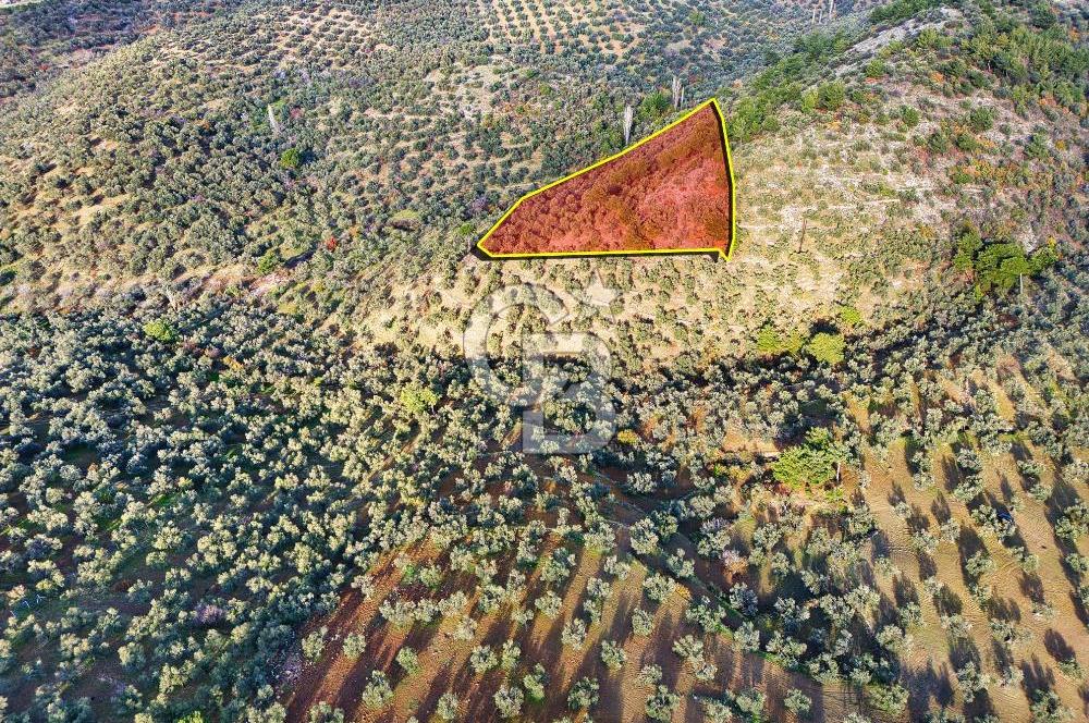 HAVRAN TEMAŞALIK'TA YOLA YAKIN 5.209 m² FIRSAT ZEYTİNLİK