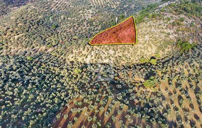 HAVRAN TEMAŞALIK'TA YOLA YAKIN 5.209 m² FIRSAT ZEYTİNLİK