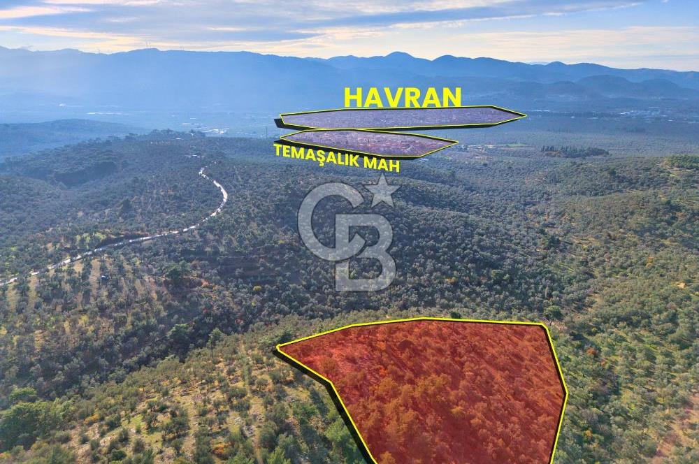 HAVRAN TEMAŞALIK'TA YOLA YAKIN 5.209 m² FIRSAT ZEYTİNLİK