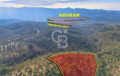 HAVRAN TEMAŞALIK'TA YOLA YAKIN 5.209 m² FIRSAT ZEYTİNLİK