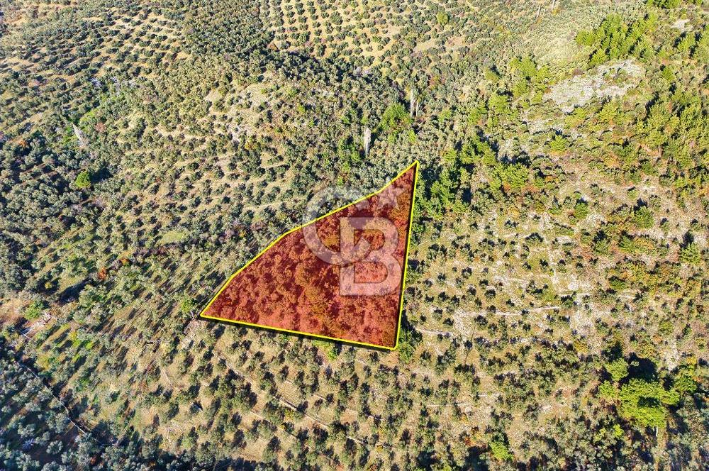 HAVRAN TEMAŞALIK'TA YOLA YAKIN 5.209 m² FIRSAT ZEYTİNLİK