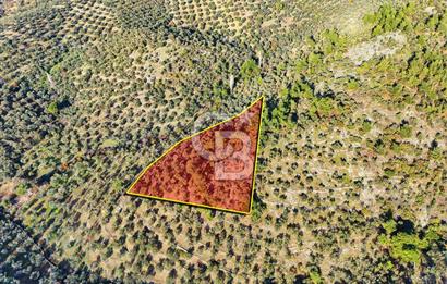 HAVRAN TEMAŞALIK'TA YOLA YAKIN 5.209 m² FIRSAT ZEYTİNLİK