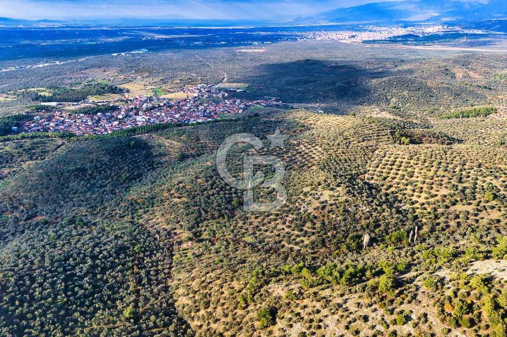 HAVRAN TEMAŞALIK'TA YOLA YAKIN 5.209 m² FIRSAT ZEYTİNLİK