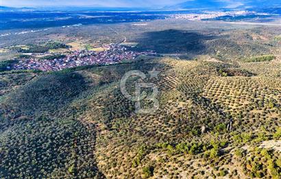 HAVRAN TEMAŞALIK'TA YOLA YAKIN 5.209 m² FIRSAT ZEYTİNLİK
