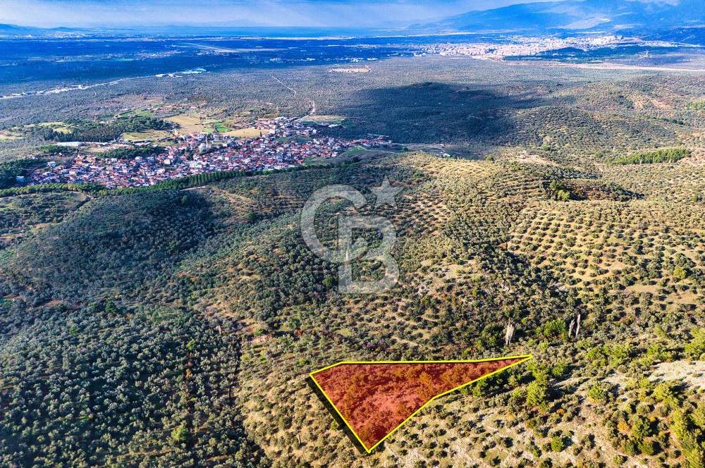 HAVRAN TEMAŞALIK'TA YOLA YAKIN 5.209 m² FIRSAT ZEYTİNLİK