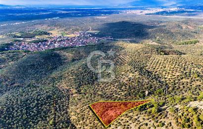 HAVRAN TEMAŞALIK'TA YOLA YAKIN 5.209 m² FIRSAT ZEYTİNLİK