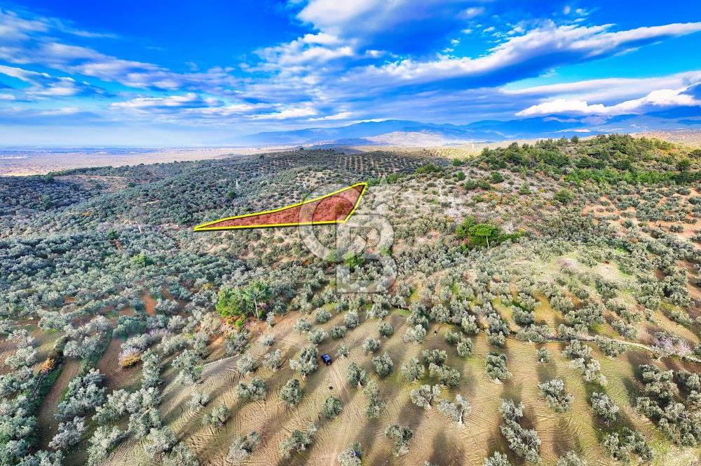 HAVRAN TEMAŞALIK'TA YOLA YAKIN 5.209 m² FIRSAT ZEYTİNLİK