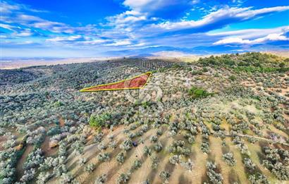 HAVRAN TEMAŞALIK'TA YOLA YAKIN 5.209 m² FIRSAT ZEYTİNLİK