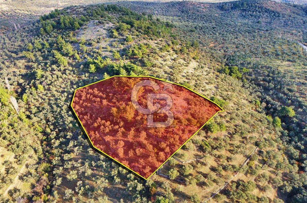 HAVRAN TEMAŞALIK'TA YOLA YAKIN 5.209 m² FIRSAT ZEYTİNLİK