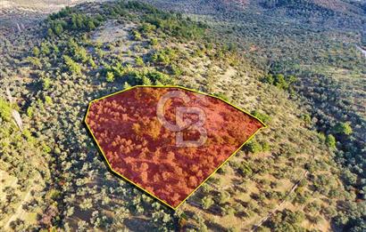 HAVRAN TEMAŞALIK'TA YOLA YAKIN 5.209 m² FIRSAT ZEYTİNLİK