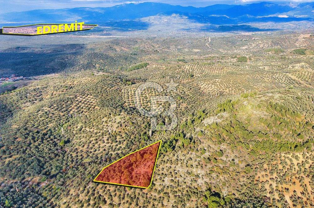 HAVRAN TEMAŞALIK'TA YOLA YAKIN 5.209 m² FIRSAT ZEYTİNLİK