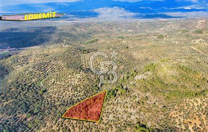 HAVRAN TEMAŞALIK'TA YOLA YAKIN 5.209 m² FIRSAT ZEYTİNLİK