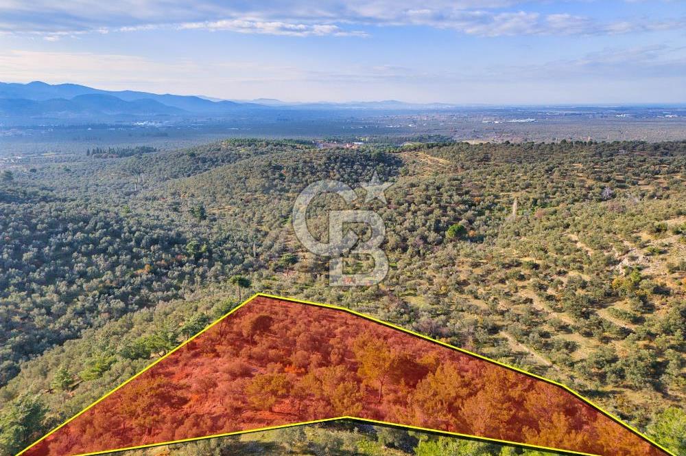 HAVRAN TEMAŞALIK'TA YOLA YAKIN 5.209 m² FIRSAT ZEYTİNLİK