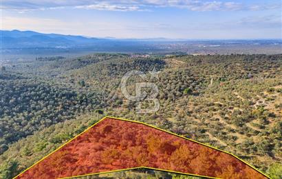 HAVRAN TEMAŞALIK'TA YOLA YAKIN 5.209 m² FIRSAT ZEYTİNLİK
