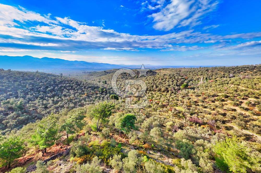HAVRAN TEMAŞALIK'TA YOLA YAKIN 5.209 m² FIRSAT ZEYTİNLİK