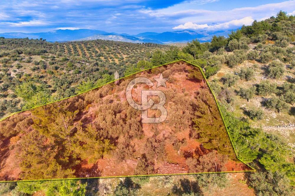 HAVRAN TEMAŞALIK'TA YOLA YAKIN 5.209 m² FIRSAT ZEYTİNLİK