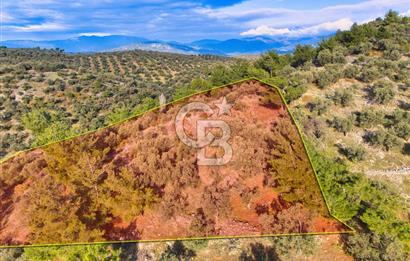 HAVRAN TEMAŞALIK'TA YOLA YAKIN 5.209 m² FIRSAT ZEYTİNLİK