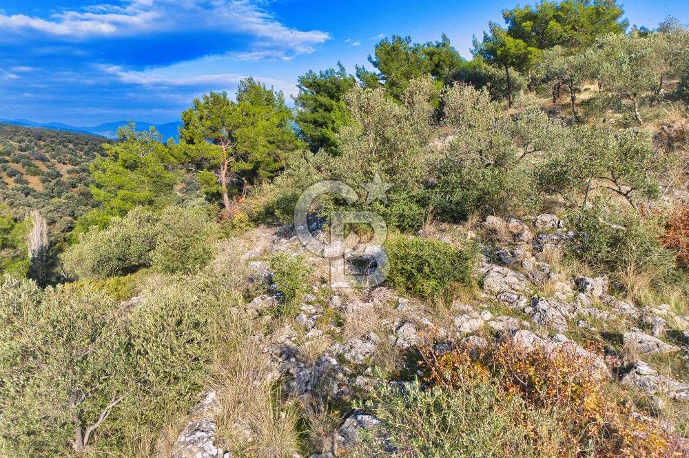 HAVRAN TEMAŞALIK'TA YOLA YAKIN 5.209 m² FIRSAT ZEYTİNLİK