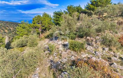 HAVRAN TEMAŞALIK'TA YOLA YAKIN 5.209 m² FIRSAT ZEYTİNLİK
