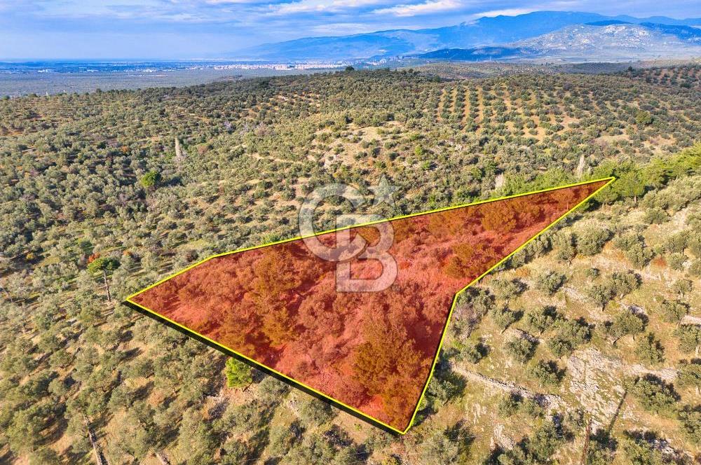 HAVRAN TEMAŞALIK'TA YOLA YAKIN 5.209 m² FIRSAT ZEYTİNLİK