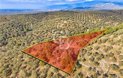 HAVRAN TEMAŞALIK'TA YOLA YAKIN 5.209 m² FIRSAT ZEYTİNLİK