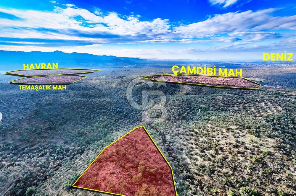 HAVRAN TEMAŞALIK'TA YOLA YAKIN 5.209 m² FIRSAT ZEYTİNLİK