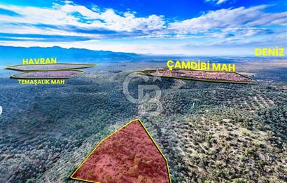 HAVRAN TEMAŞALIK'TA YOLA YAKIN 5.209 m² FIRSAT ZEYTİNLİK