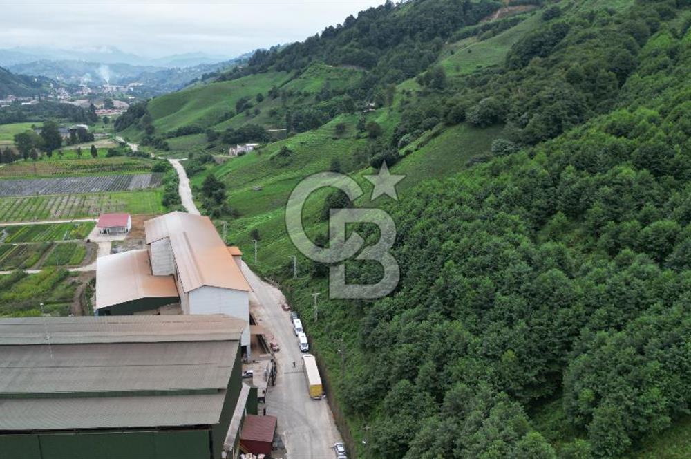 TRABZON OF ESKİPAZARDA SATILIK 5 DÖNÜM ARAZİ