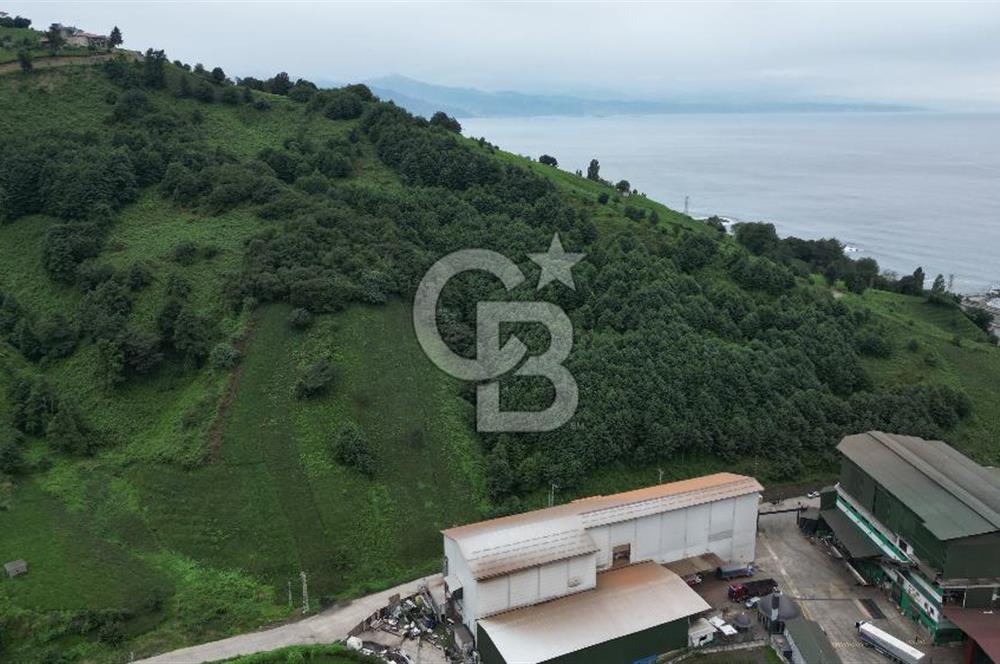 TRABZON OF ESKİPAZARDA SATILIK 5 DÖNÜM ARAZİ