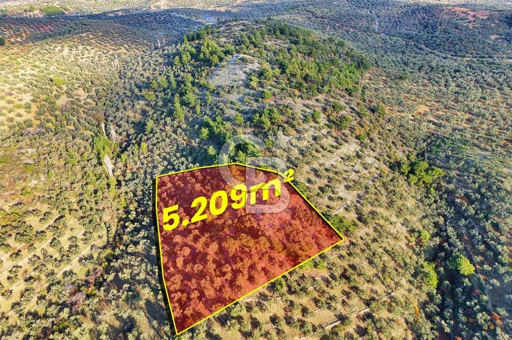 HAVRAN TEMAŞALIK'TA YOLA YAKIN 5.209 m² FIRSAT ZEYTİNLİK