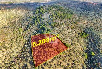 HAVRAN TEMAŞALIK'TA YOLA YAKIN 5.209 m² FIRSAT ZEYTİNLİK - 1 - 369140