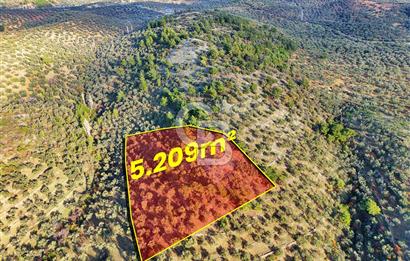 HAVRAN TEMAŞALIK'TA YOLA YAKIN 5.209 m² FIRSAT ZEYTİNLİK