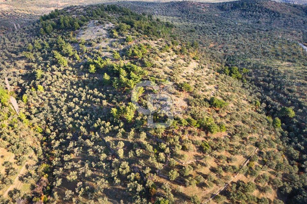 HAVRAN TEMAŞALIK'TA YOLA YAKIN 5.209 m² FIRSAT ZEYTİNLİK