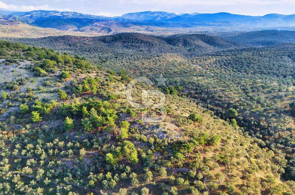 HAVRAN TEMAŞALIK'TA YOLA YAKIN 5.209 m² FIRSAT ZEYTİNLİK