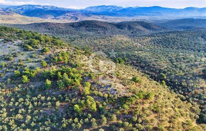 HAVRAN TEMAŞALIK'TA YOLA YAKIN 5.209 m² FIRSAT ZEYTİNLİK