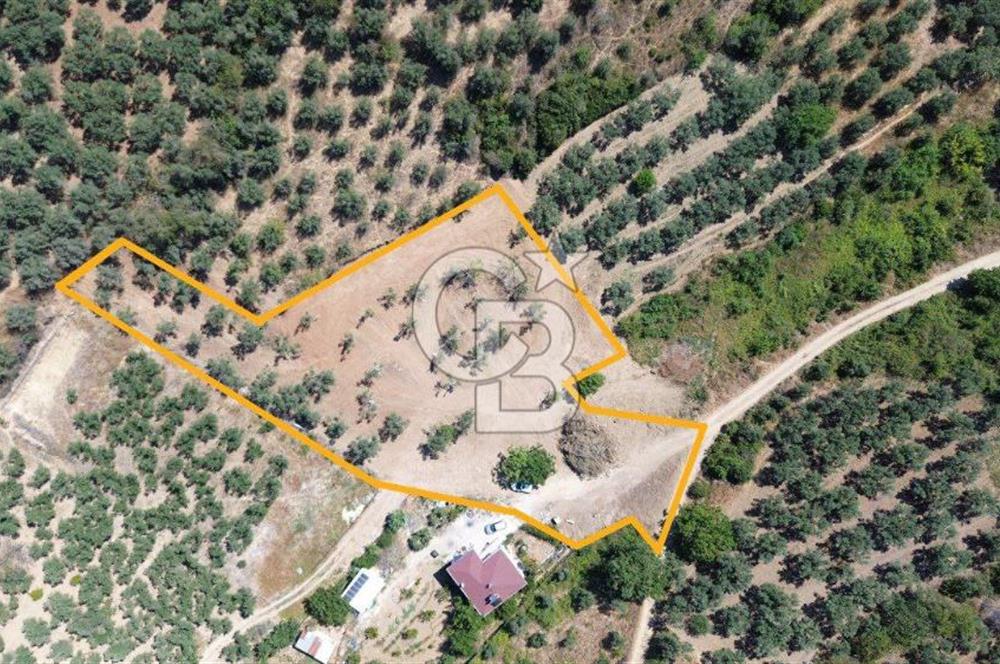 Trilye Halilbey Mahallesi İmara Yakın Zeytinlik