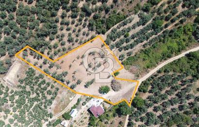 Trilye Halilbey Mahallesi İmara Yakın Zeytinlik