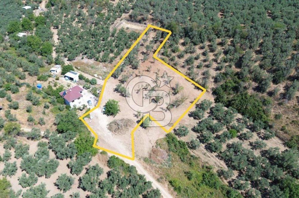 Trilye Halilbey Mahallesi İmara Yakın Zeytinlik