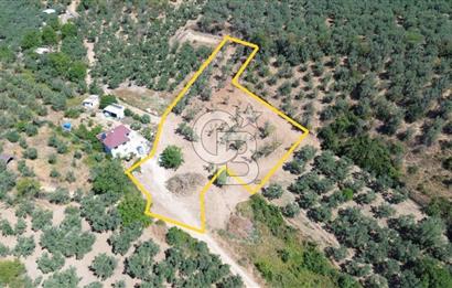 Trilye Halilbey Mahallesi İmara Yakın Zeytinlik