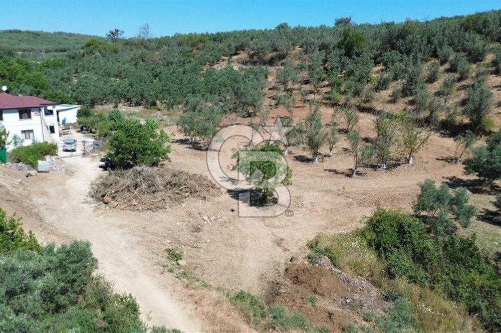 Trilye Halilbey Mahallesi İmara Yakın Zeytinlik