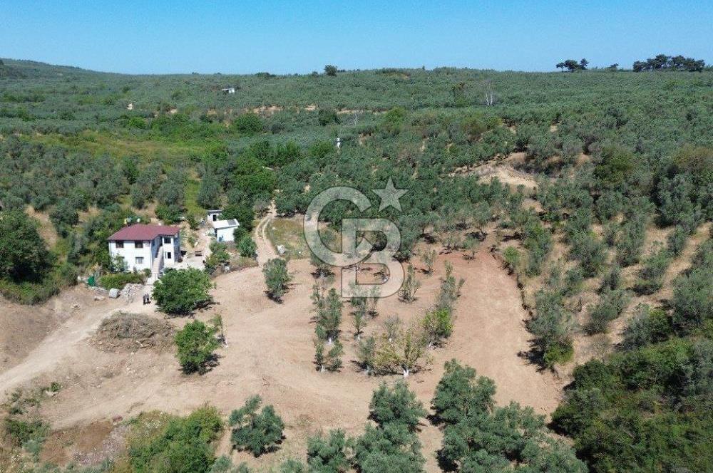Trilye Halilbey Mahallesi İmara Yakın Zeytinlik