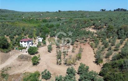 Trilye Halilbey Mahallesi İmara Yakın Zeytinlik