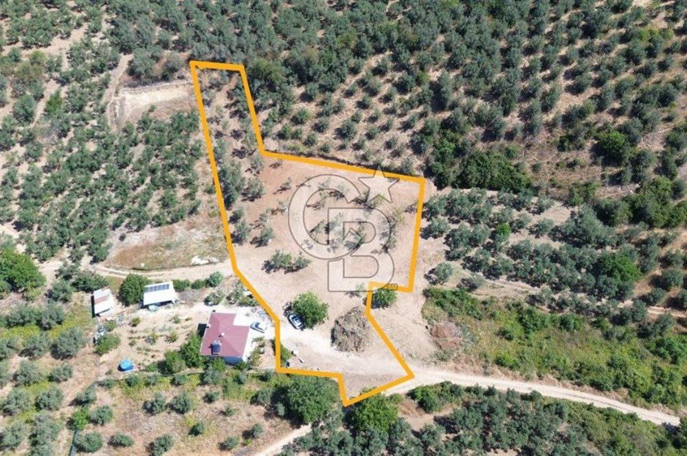 Trilye Halilbey Mahallesi İmara Yakın Zeytinlik