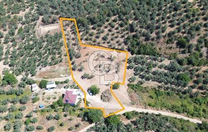 Trilye Halilbey Mahallesi İmara Yakın Zeytinlik