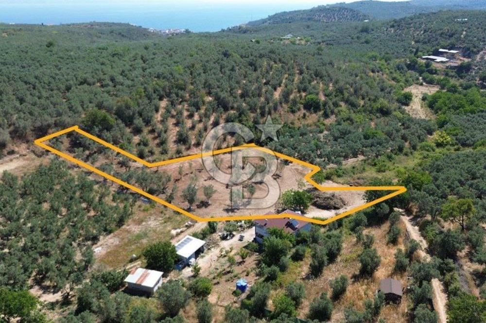 Trilye Halilbey Mahallesi İmara Yakın Zeytinlik