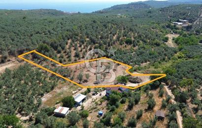 Trilye Halilbey Mahallesi İmara Yakın Zeytinlik