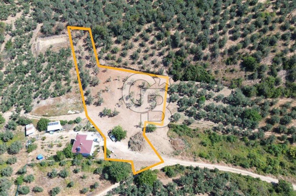 Trilye Halilbey Mahallesi İmara Yakın Zeytinlik